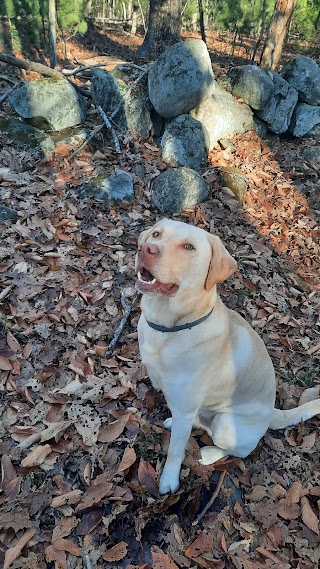 The Dapper Dog