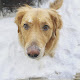 Photo of Rimforest Animal Hospital - 1299 Bear Springs Road, Rimforest, CA 92378, USA