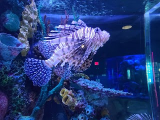 The Maritime Aquarium at Norwalk