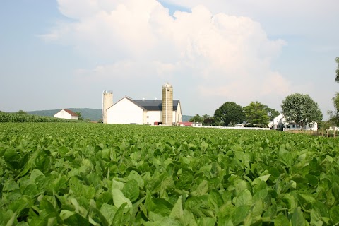 Tobacco Barn