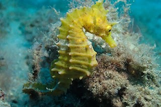 Buceo Mar de Hielo