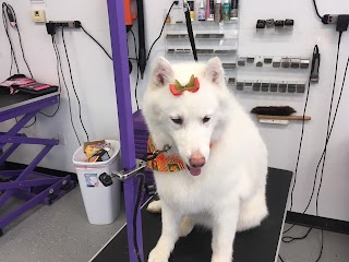 Pin Up Pets Chandler Groomer