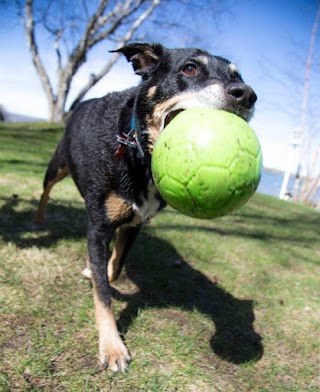 Ruff Life Pet Outfitters