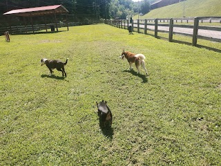 Pikeville Dog Park