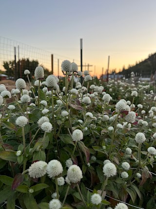 Dusty Boots Flower Farm