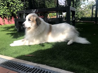 Peluquería Canina RM