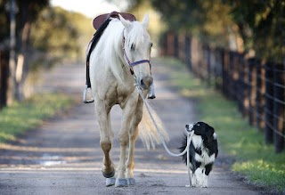 Jenson Equine Hospital