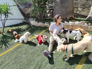 Tiny Dog Hotel Marbella