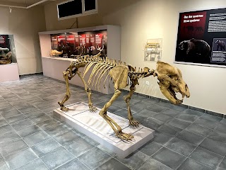 Museo Geológico