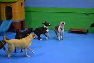 The Backyard Pack Dog Daycare