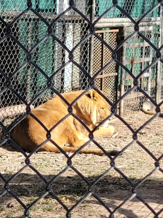 Amarillo Zoo