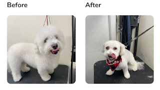 NOMA Pet Services & Takoma Mobile Grooming