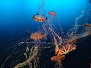 Omaha's Henry Doorly Zoo and Aquarium