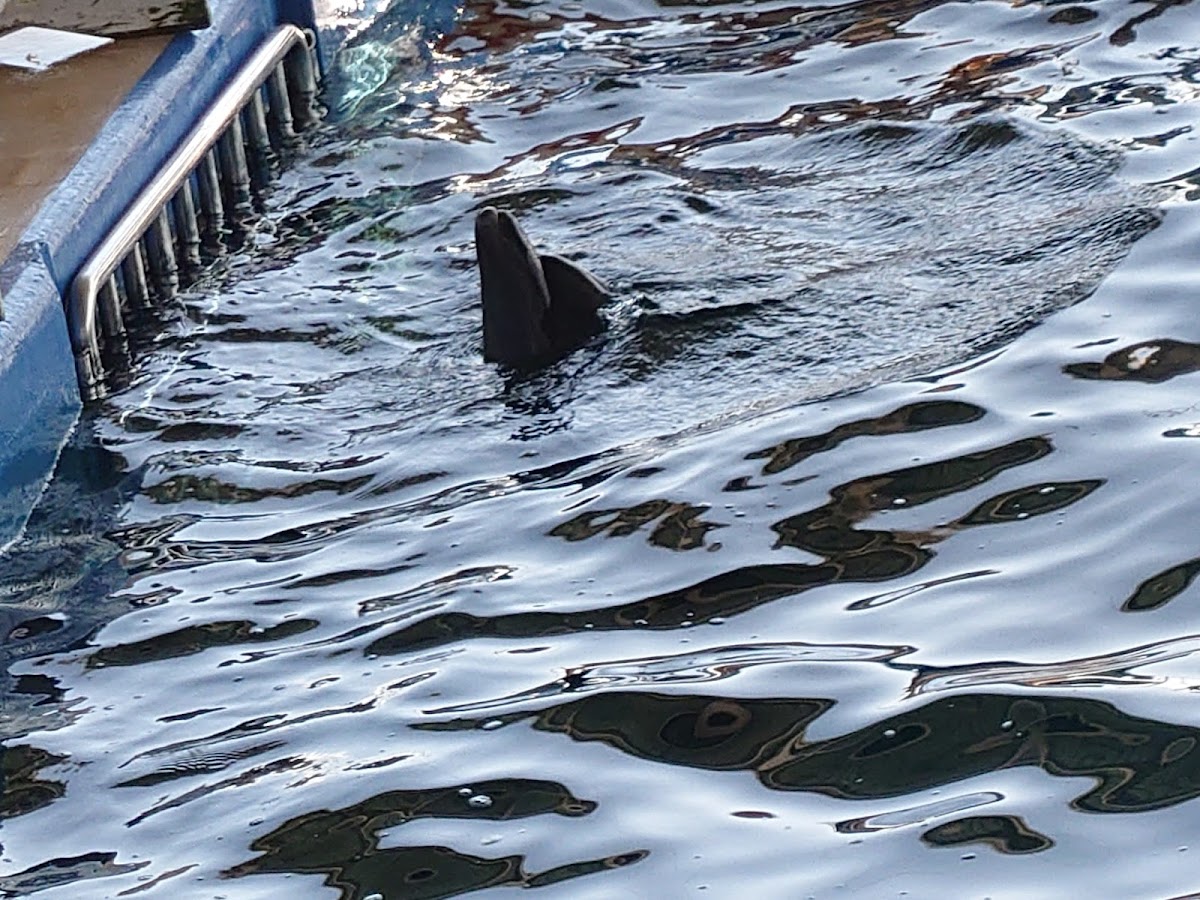 志布志湾海の駅イルカランド