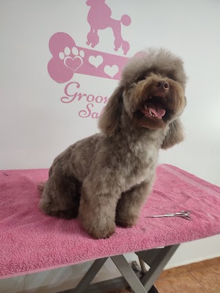 RS Groomer Peluquería canina & felina