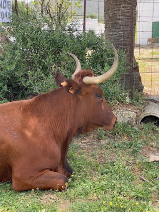 CLÍNICA VETERINARIA MÓVIL ROCÍO JUNQUERA