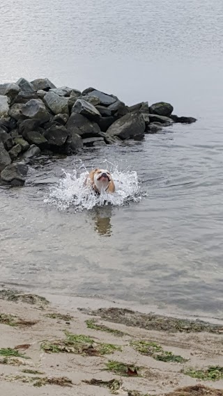 Dewey Dogs At The Beach