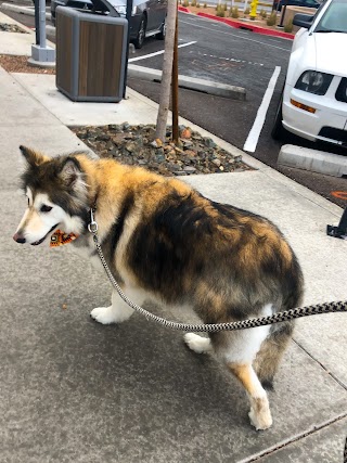 Faded up paws pet grooming