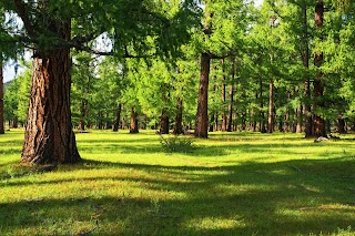 Mid Carolina Timber Company