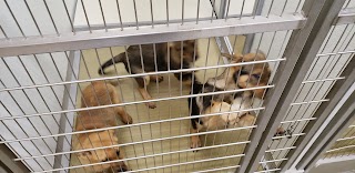 Hobbs Animal Shelter