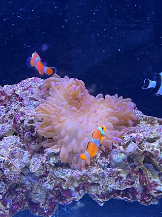 Sham Aquariums