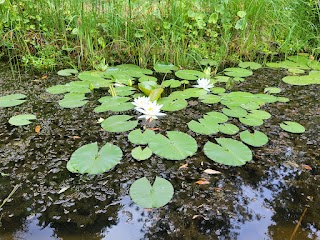 Forstbotanischer Garten Wasungen