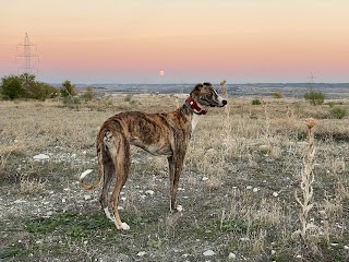 Clínica Veterinaria Zarpas