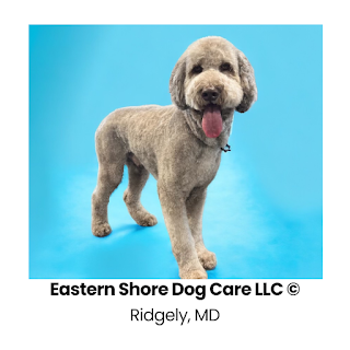 Eastern Shore Dog Care