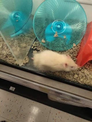 Petco