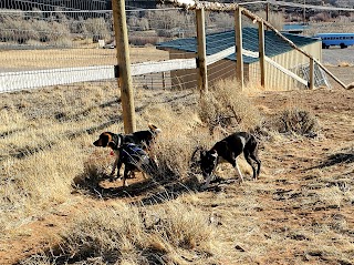 Gizmo's Dog Park