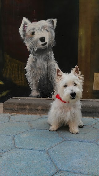 Peluquería canina Murcia La Chata