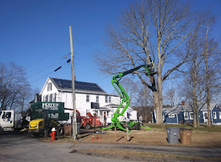 Hayes Services LLC | Dumpster Rental | Tree Removal | Junk Removal