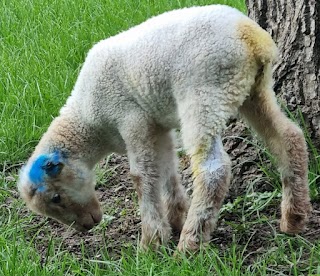 Tierklinik am Scheibenberg Preuß