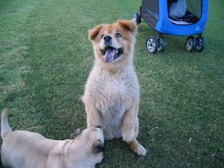 Central Phoenix Animal Hospital