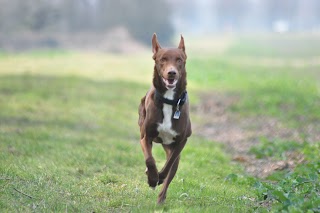 Hundebetreuung bleib-sitz-platz, Ernährungsberatung f. Hunde