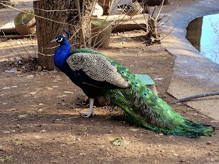 Zoo de Guadalajara