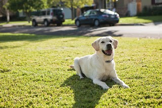 Invisible Fence Brand by Boundaries For Pets