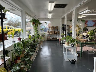 Plants In A Farmhouse