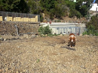 Residencia Canina y Felina, Peluquería Canina, Garras y Patas, Tenerife