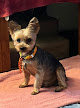 Photo of Clip and Dip Dog Grooming, LLC - 12100 U.S. 49, Gulfport, MS 39503, USA