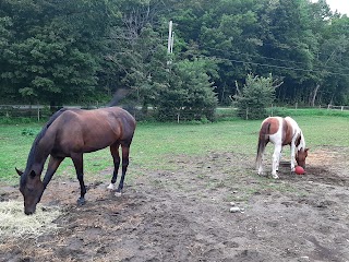 Southmowing Stables