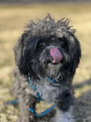 Poochini Pet Grooming