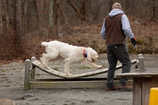 Quinebaug Kennels: QK Dogs