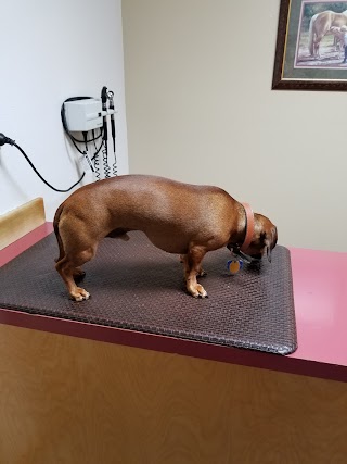 Silver Valley Veterinary Clinic