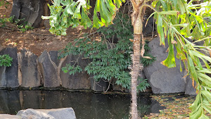 Palmetum