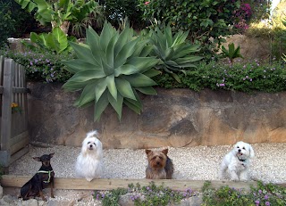 Tiny Dog Hotel Marbella