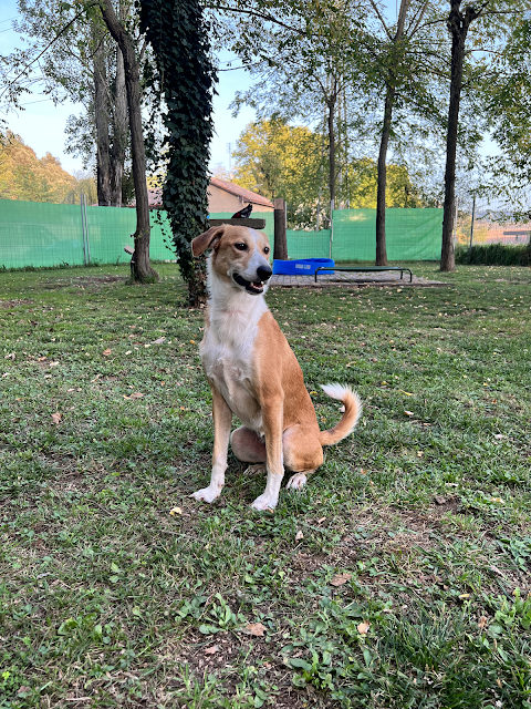 Happy Dog Park