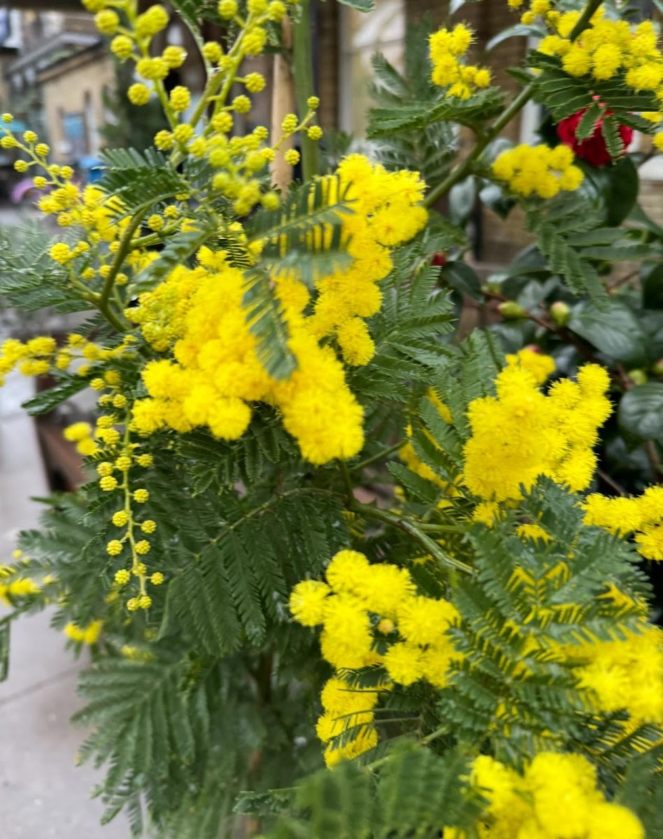 The Kew Gardener in 102 Thompson Ave, Richmond TW9 4JN, UK - Gardeners featuring Delivery