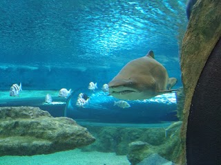 Aquarium Costa de Almería