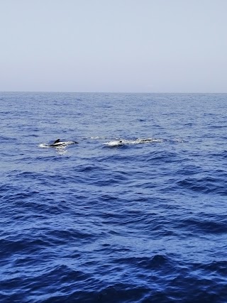 Freebird One | Avistamiento de Ballenas en Tenerife | Whale watching Tenerife